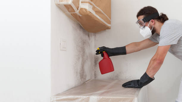 Professional Mold Cleanup technician working in Scotts, MI