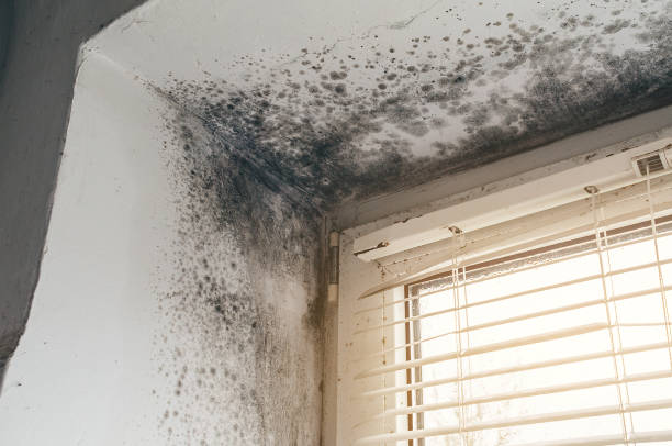 Affordable Mold Cleanup solutions in Scotts, MI